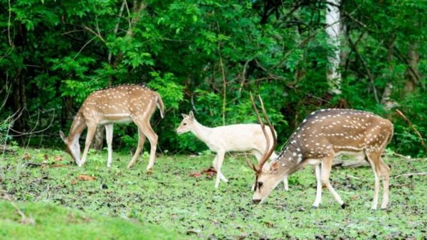 ಜಿಂಕೆ ಮಾಂಸ ಮಾರಾಟ ಆರೋಪ: ಅಬ್ಬಬ್ಬಾ.. 7 ಜನರಿಗೆ ತಲಾ ₹50,000 ದಂಡ, ಎಲ್ಲಿ ಗೊತ್ತಾ?-ಮಾಹಿತಿ ತಿಳಿಯಿರಿ