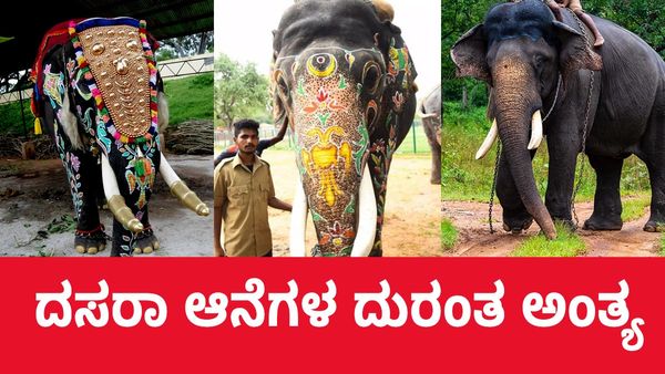 Dasara Elephant Death: ಅರ್ಜುನ, ದ್ರೋಣ, ಬಲರಾಮ ದಸರಾ ಆನೆಗಳ ದುರಂತ ಅಂತ್ಯ
