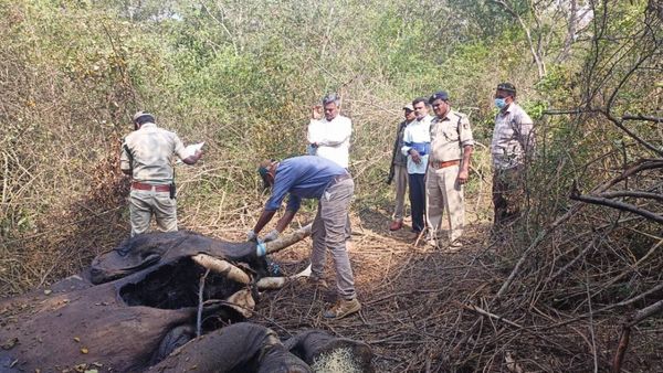 ಬಂಡೀಪುರ: ಕೊಳೆತ ಸ್ಥಿತಿಯಲ್ಲಿ ಆನೆ ಕಳೇಬರ ಪತ್ತೆ: ಸಾವಿಗೆ ಕಾರಣವೇನು..?