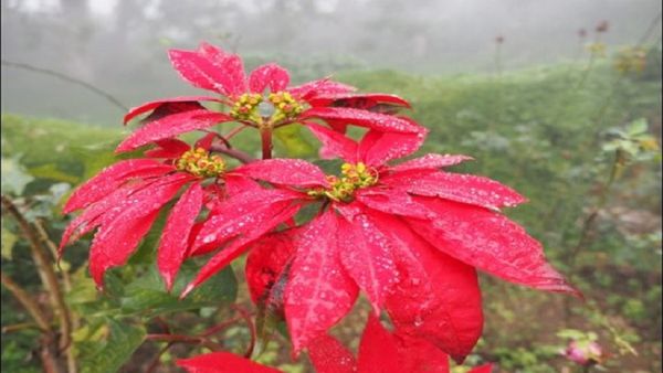 Christmas 2023: ಇದು ಪ್ರಕೃತಿಯೇ ಸೃಷ್ಟಿ ಮಾಡಿದ ‘ಕ್ರಿಸ್ ಮಸ್’ ಸ್ಟಾರ್!