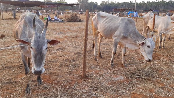 ಬರಗಾಲ; ರೈತರು ಮೇವು ಸಂಗ್ರಹಿಸಿ ಗೋಶಾಲೆಗೆ ನೀಡಲು ಮನವಿ 