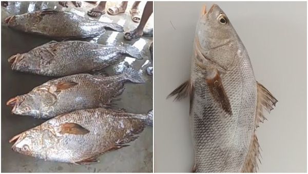 17 ಮೀನು ಮಾರಿ ಒಂದೇ ದಿನ ₹19.50 ಲಕ್ಷ ಗಳಿಸಿದ ಮೀನುಗಾರರು