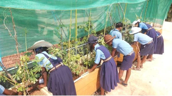 ತಾರಸಿಯಲ್ಲೇ ವಿದ್ಯಾರ್ಥಿಗಳ ಕೃಷಿ: ಊಟಕ್ಕೆ ತಾವೇ ತರಕಾರಿ ಬೆಳೆಯುವ ಸರ್ಕಾರಿ ಶಾಲೆ ಮಕ್ಕಳು