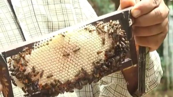ಸಿಮೆಂಟ್ ಶೀಟ್‌ನಲ್ಲೂ ಗೂಡು ಕಟ್ಟುತ್ತೆ ಜೇನು: ಪುತ್ತೂರು ಕೃಷಿಕನ ನೂತನ ಅವಿಷ್ಕಾರ