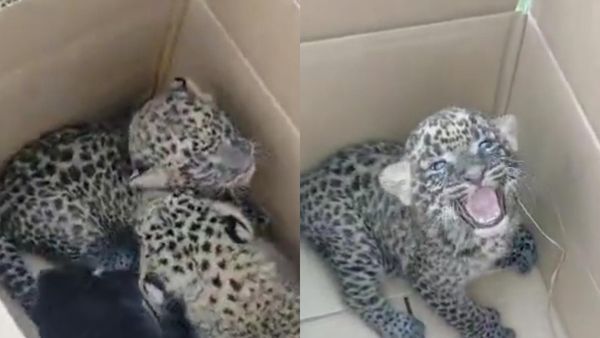 Leopard cubs: ಮೈಸೂರು ಜಮೀನಲ್ಲಿ ಚಿರತೆ ಮರಿಗಳು ಪತ್ತೆ, ಒಂದು ಅಪರೂಪದ ಮರಿ: Video