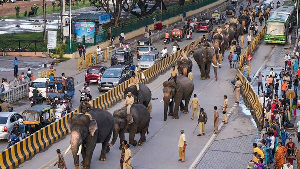 Elephant Arjuna Death: ದಸರಾ ಆನೆ ಸಾವಿನ ಸುದ್ದಿ ಕೇಳಿ ಸಾಮಾಜಿಕ ಜಾಲತಾಣದಲ್ಲಿ ಜನರ ಕಣ್ಣೀರು