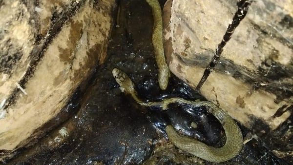 ಪುತ್ತೂರು: ಡಾಂಬರ್‌ನಲ್ಲಿ ಸಿಲುಕಿದ ನಾಗರಹಾವಿನ ರಕ್ಷಣೆ, ಯುವಕನ ಪ್ರಯತ್ನಕ್ಕೆ ಮೆಚ್ಚುಗೆ