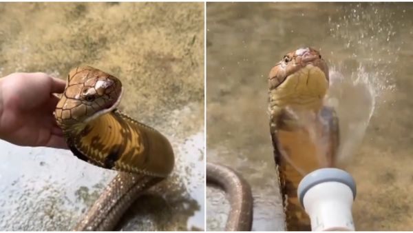 ಹಾವಿಗೆ ಸ್ನಾನ ಮಾಡಿಸುವ ಕೆಲಸ ಖಾಲಿ ಇದೆ: ಸಂಬಳ ಕೇಳಿದ್ರೆ ಶಾಕ್‌ ಆಗ್ತೀರಾ..! ಮಿಸ್‌ ಮಾಡದೇ ಕಮೆಂಟ್ ಓದಿ