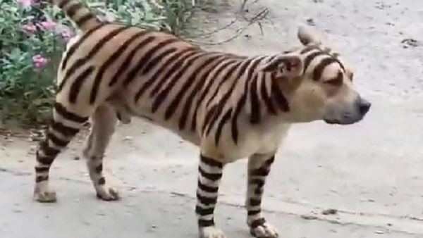 ಹುಲಿ ಬಂತು ಹುಲಿ.... ಎಲ್ಲಾ ಓಡಿ.... ಓಡೋಕು ಮುಂಚೆ ಸರಿಯಾಗಿ ನೋಡಿ....