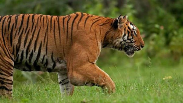 ಗುಂಡ್ಲುಪೇಟೆ: ಹುಲಿ ದಾಳಿಗೆ ಕುರಿಗಾಹಿ ಬಲಿ