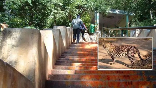 Leopard in Tirupati: ತಿರುಮಲದಲ್ಲಿ ಮತ್ತೆ ಕಾಣಿಸಿಕೊಂಡ ಚಿರತೆ, ಕರಡಿ: ಭಕ್ತರಿಗೆ ಎಚ್ಚರಿಕೆ ನೀಡಿದ ಟಿಟಿಡಿ