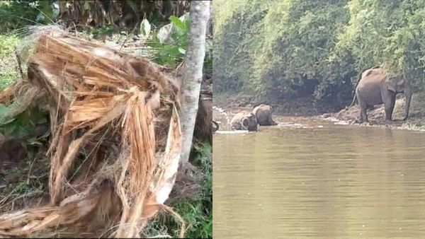 ಹಾಸನ, ಚಿಕ್ಕಮಗಳೂರಿನಲ್ಲಿ ಮುಂದುವರೆದ ಕಾಡಾನೆಗಳ ಕಾಟ