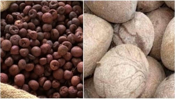  Arecanut and Copra Price: ₹50 ಸಾವಿರದ ಸನಿಹದಲ್ಲಿ ಅಡಿಕೆ ಬೆಲೆ: ಕೊಬ್ಬರಿ ಬೆಲೆ ಕೂಡ ಏರಿಕೆ