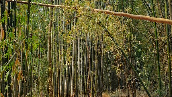 ರೈತರೇ ಗಮನಿಸಿ ಬಿದಿರು ಕೃಷಿಗೆ ಎಷ್ಟು ಸಿಗಲಿದೆ ಸಹಾಯಧನ?