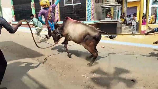 ಚಾಮರಾಜನಗರ: ಕರ್ನಾಟಕ ಗಡಿ ಕಟ್ಟೆಕಡೆಯ ಊರಲ್ಲಿ ಹೋರಿ ಬೆದರಿಸುವ ಸಂಭ್ರಮ ಹೇಗಿತ್ತು?-ಇಲ್ಲಿದೆ ಮಾಹಿತಿ