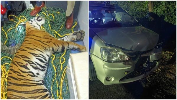 Mysuru: ವೇಗವಾಗಿ ಬಂದು ಡಿಕ್ಕಿ ಹೊಡೆದ ಕಾರು: ಹುಲಿ ಸಾವು