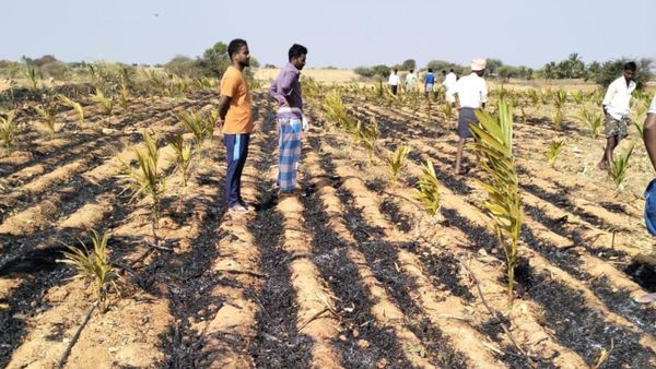 ಚಿತ್ರದುರ್ಗ: ತೋಟಕ್ಕೆ ಆಕಸ್ಮಿಕ ಬೆಂಕಿ ತಗುಲಿ ಸುಟ್ಟು ಕರಕಲಾದ 800ಕ್ಕೂ ಹೆಚ್ಚು ಅಡಿಕೆ ಗಿಡಗಳು, ಎಷ್ಟು ಲಕ್ಷ ನಷ್ಟ ಗೊತ್ತಾ?