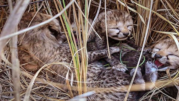 Cheetah 3 Cubs: ಕುನೋ ರಾಷ್ಟ್ರೀಯ ಉದ್ಯಾನದಲ್ಲಿ 3 ಮರಿಗೆ ಜನ್ಮಕೊಟ್ಟ ಚೀತಾ 'ಜ್ವಾಲಾ': ಫೋಟೋ