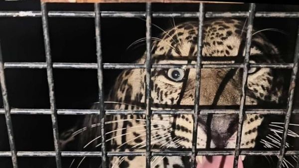 ಚಾಮರಾಜನಗರ: ಬಾಚಹಳ್ಳಿಯಲ್ಲಿ ಬೋನಿಗೆ ಬಿದ್ದ ಚಿರತೆ, ಗ್ರಾಮಸ್ಥರು ನಿರಾಳ