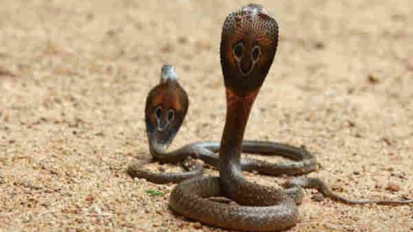 Snake in Temple: ಶಿವಲಿಂಗದ ಮೇಲೆ ಹೆಡೆ ಎತ್ತಿ ಕುಳಿತ ಬುಸ್ ಬುಸ್ ನಾಗಪ್ಪ! ಸಾಕ್ಷಾತ್ ಪರಶಿವನೇ ಬಂದನೆಂದ ಭಕ್ತರು...