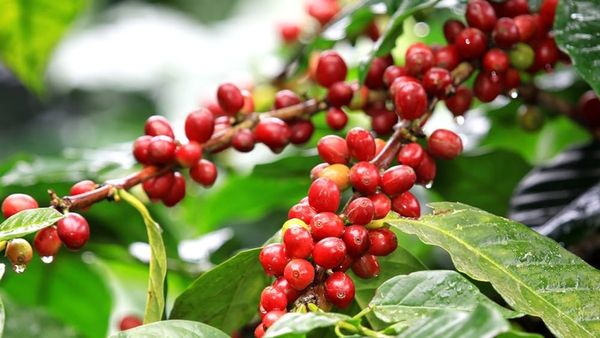 Coffee Price: 15 ವರ್ಷಗಳಲ್ಲೇ ಗರಿಷ್ಠ ಧಾರಣೆ ಮುಟ್ಟಿದ ಕಾಫಿ!