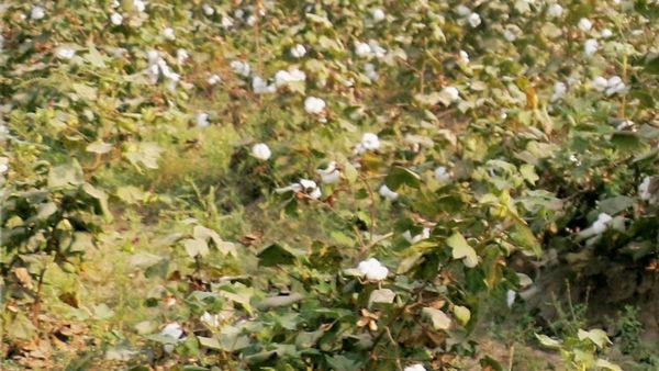 ಬಿ. ಟಿ. ಹತ್ತಿಯ ಬೇಸಾಯ; ರೈತರಿಗೆ ಸಲಹೆಗಳು