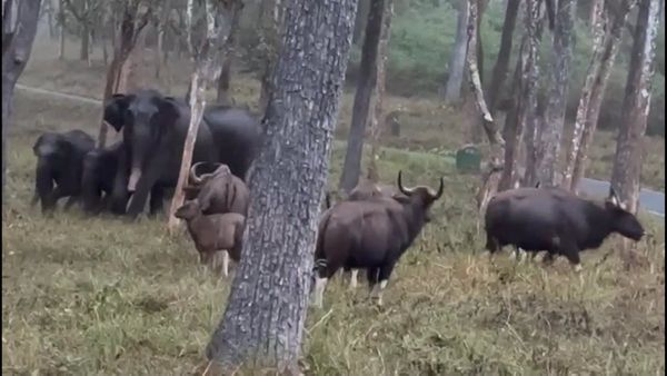 ಚಾಮರಾಜನಗರ: ಕಾಡೆಮ್ಮೆಗಳ ಗರ್ಜನೆಗೆ ಹೆದರಿ ಕಾಲ್ಕಿತ್ತ ಗಜಪಡೆ, ವಿಡಿಯೋ ವೈರಲ್‌