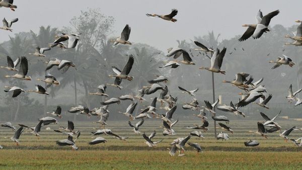ಮೈಸೂರು: ಕಬಿನಿ ಹಿನ್ನೀರಿಗೆ ವಿದೇಶಿ ಅತಿಥಿಗಳ ಆಗಮನ, ನೋಡಿದಷ್ಟು ಸಾಲದು ಇವುಗಳ ಶಿಸ್ತು ಜೀವನ