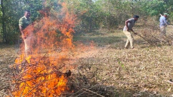 ನಾಗರಹೊಳೆಯಲ್ಲಿ ಕಾಡ್ಗಿಚ್ಚು ತಡೆಗೆ ನಿರ್ಮಿಸಿರುವ 'ಅಗ್ನಿರೇಖೆ' ಬಗ್ಗೆ ನಿಮಗೆಷ್ಟು ಗೊತ್ತು?