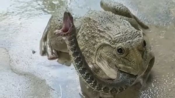 Viral Video: ಜೀವಂತ ಹಾವನ್ನೇ ಗುಳುಂ ಗುಳುಂ ನುಂಗಿದ ಕಪ್ಪೆ