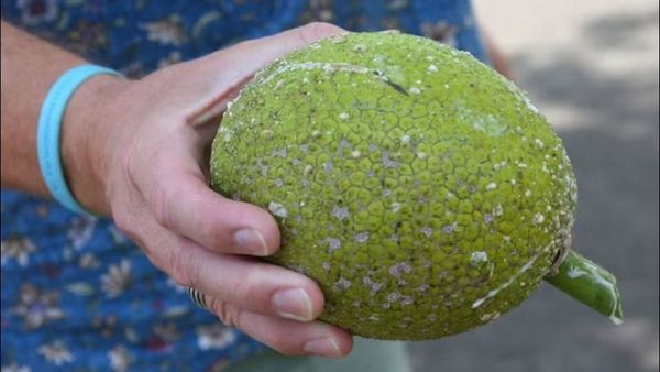 Breadfruit: ದೀವಿ ಹಲಸು ಸೇವಿಸುವುದರಿಂದ ಆಗುವ ಪ್ರಯೋಜನಗಳೇನು?