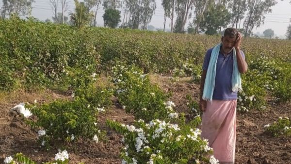 ಮಲ್ಲಿಗೆ ಹೂ ಕೃಷಿಯಲ್ಲಿ ಯಶಸ್ಸು ಕಂಡ ಮಾದರಿ ರೈತ