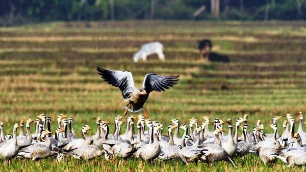 ಕಬಿನಿ ಹಿನ್ನೀರಿನಲ್ಲಿ ವರ್ಷದಿಂದ ವರ್ಷಕ್ಕೆ ಕ್ಷೀಣಿಸುತ್ತಿದೆ ಹೆಬ್ಬಾತುಗಳ ಸಂಖ್ಯೆ: ಕಾರಣವೇನು?