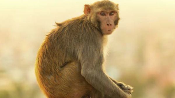 ಶಿವಮೊಗ್ಗವಾಯ್ತು ಇದೀಗ ಉತ್ತರ ಕನ್ನಡಕ್ಕೂ ಹಬ್ಬಿದ ಮಂಗನ ಕಾಯಿಲೆ: ನಿಯಂತ್ರಣ ಹೇಗೆ?