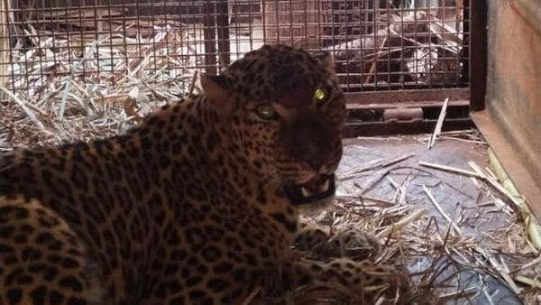 ಮಂಡ್ಯ ಕನ್ನಲಿಯಲ್ಲಿ ಬೋನಿಗೆ ಬಿದ್ದ ಚಿರತೆ: ನಿಟ್ಟುಸಿರು ಬಿಟ್ಟ ಗ್ರಾಮಸ್ಥರು