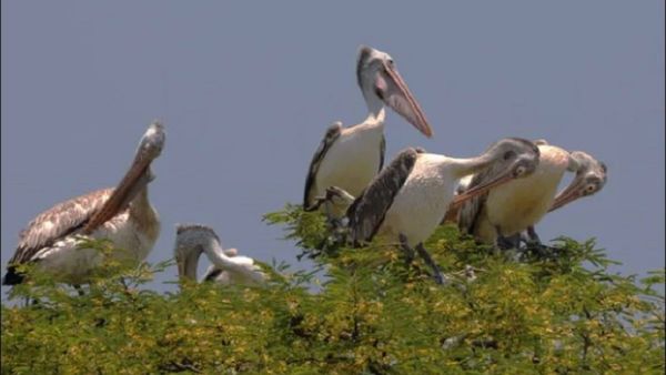 Kokrebellur: ಕೊಕ್ಕರೆಗಳು ಸೃಷ್ಟಿಸಿದ ಮಂಡ್ಯದ ಸ್ಟಾರ್ ವಿಲೇಜ್ ಯಾವುದು ಗೊತ್ತಾ?