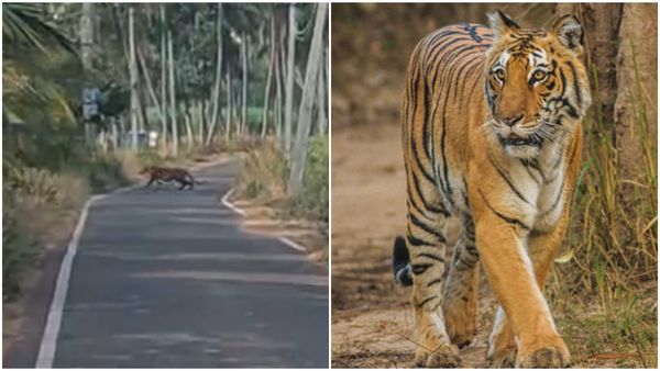 ಮಂಡ್ಯದ ಮಹದೇವಪುರದಲ್ಲಿ ಕಾಣಿಸಿಕೊಂಡ ಹುಲಿ: ಗ್ರಾಮಸ್ಥರಲ್ಲಿ ಆತಂಕ