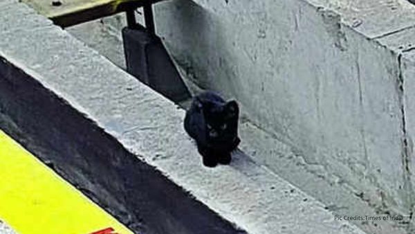 Namma metro: ಟ್ರ್ಯಾಕ್‌ ಮೇಲಿಳಿದ ಬೆಕ್ಕು, ಮುಂದಾಗಿದ್ದೇನು?