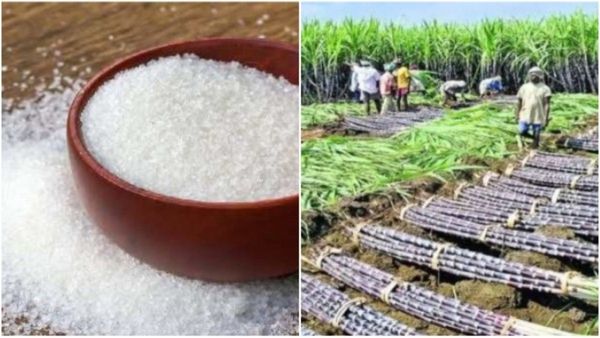Sugar Price: ಭಾರತದಲ್ಲಿ ಅಕ್ಟೋಬರ್-ಡಿಸೆಂಬರ್ ಸಕ್ಕರೆ ಉತ್ಪಾದನೆ ಕುಸಿತ: ಬೆಲೆ ಹೆಚ್ಚಳವಾಗುತ್ತಾ?