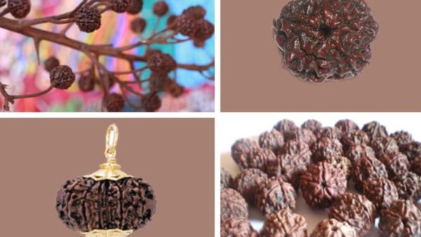Panch Mukhi Rudrakshi: ಲಕ್ಷ್ಮಿ ದೇವಿಯ ಆಶೀರ್ವಾದ ಪಡೆಯಲು ಪಂಚ ಮುಖಿ ರುದ್ರಾಕ್ಷಿಯನ್ನು ಹೀಗೆ ಧರಿಸಿ