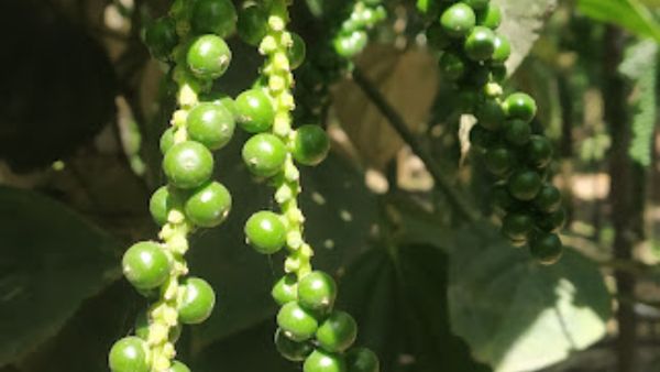 ರೈತರ ಮಾಹಿತಿ; ಕಾಳು ಮೆಣಸಿನ ಸುಧಾರಿತ ಬೇಸಾಯ ಕ್ರಮಗಳು 