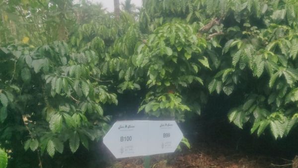 ಚಿಕ್ಕಮಗಳೂರು; ಪಶ್ಚಿಮ ಘಟ್ಟ ಪ್ರದೇಶದಲ್ಲೂ ರೀಯಲ್ ಎಸ್ಟೇಟ್ ದಂಧೆ