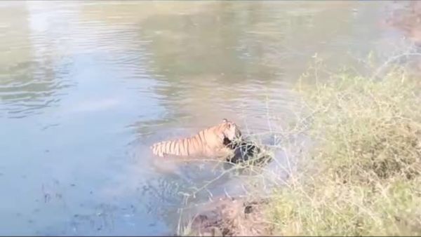 ಗುಂಡ್ಲುಪೇಟೆ: ಜಾಂಬವಂತನನ್ನು ಬೇಟೆಯಡಾಡಿದ ವ್ಯಾಘ್ರ, ವಿಡಿಯೋ ವೈರಲ್‌