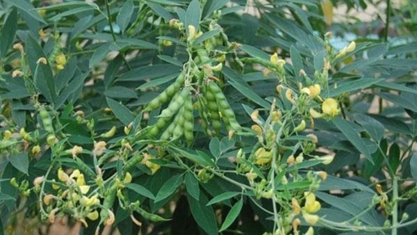 Toor Dal Crop Price: ರೈತರ ಸಂಕಷ್ಟ ದೂರ ಮಾಡಿದ 'ತೊಗರಿ' ಬೆಳೆ: ಕ್ವಿಂಟಾಲ್ ದರವೆಷ್ಟು?, ಅಂಕಿ-ಸಂಖ್ಯೆ, ವಿವರ