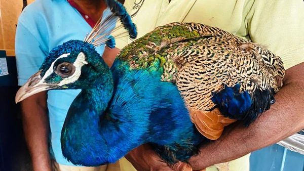 Ballari News: ತಾರಾನಗರ ಪ್ರಾಥಮಿಕ ಆರೋಗ್ಯ ಕೇಂದ್ರದಲ್ಲಿ ನವಿಲಿಗೂ ಚಿಕಿತ್ಸೆ