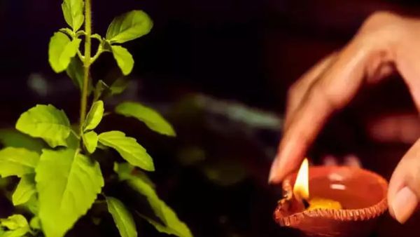Tulsi Vastu Rules: ಮನೆಯಲ್ಲಿ ತುಳಸಿ ಗಿಡವಿದೆಯೇ? ಹಾಗಾದರೆ ಈ ತಪ್ಪುಗಳನ್ನು ಮಾಡಬೇಡಿ..