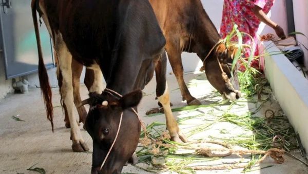 ಪಶು ಆಸ್ಪತ್ರೆಗಳ ಸ್ಥಳಾಂತರ: ಸರ್ಕಾರಕ್ಕೆ ನೋಟಿಸ್ ಜಾರಿ