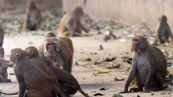 12 ದಿನಗಳಲ್ಲಿ 25 ಮಂದಿಗೆ ಮಂಗನ ಕಾಯಿಲೆ: ಉತ್ತರ ಕನ್ನಡ ಹೈ ಅಲರ್ಟ್