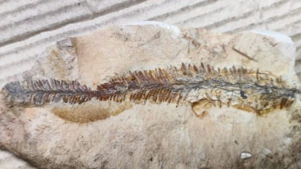 ಈ ಜಿಲ್ಲೆಯಲ್ಲಿ ಸುಮಾರು 65 ಮಿಲಿಯನ್ ವರ್ಷಗಳ ಹಿಂದಿನ ಹಳೆಯ ಪಳೆಯುಳಿಕೆಗಳು ಪತ್ತೆ-ಸಂಶೋಧಕರು ಹೇಳೋದೇನು ಗೊತ್ತಾ?