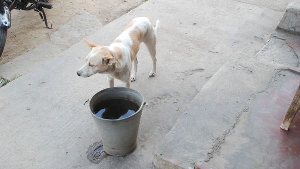 ಬೇಸಿಗೆಯಲ್ಲಿ ಪ್ರಾಣಿ ಸಂಕುಲ ಕಾಪಾಡಲು ಮೈಸೂರಿನಲ್ಲಿ ವಿಶೇಷ ಕಾರ್ಯಕ್ರಮ: ನೀವೂ ಕೈ ಜೋಡಿಸಿ